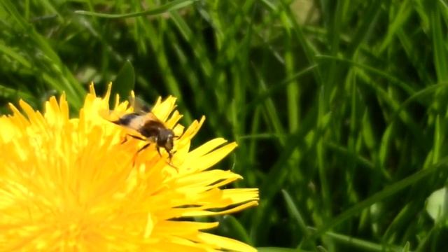 Gemeine Waldschwebfliege смотреть онлайн