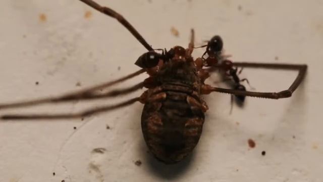 Crematogaster scutellaris feeding timelapse 14x смотреть онлайн
