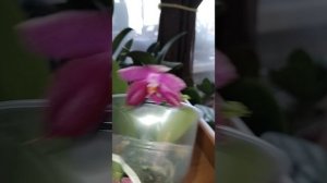 пополнение орхидей