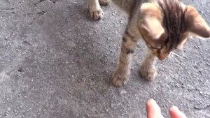 Котёнок Пузик(или ПузиКО)