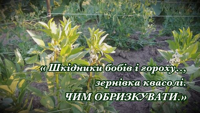 Мої  бобові грядочки  // ВИРОЩУВАННЯ КВАСОЛІ І ГОРОХУ.