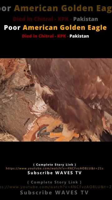 How American Golden Eagle Died in Pakistan? смотреть онлайн