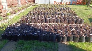 Прогулка по садовому центру.
