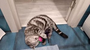 Играет с неваляшкой