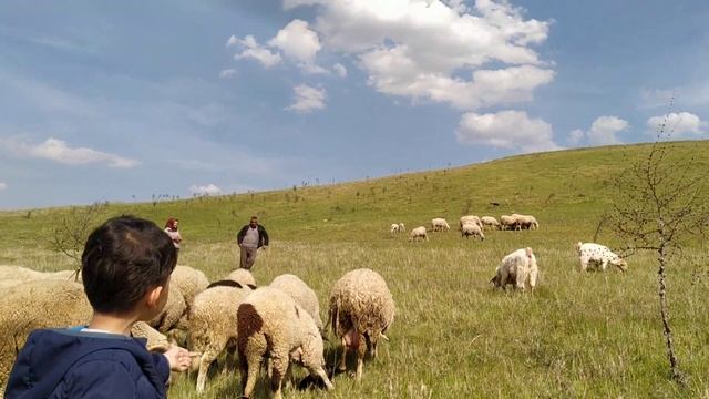 Harika Kuzu Videoları #5 - Bu Videolar Süper Oldu смотреть онлайн