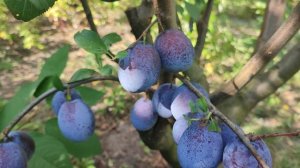 New!!! Слива сорт Топ Хит Плюс (plum Top Hit Plus). Чудовий сорт із серії Угорок. Урожай 2023 рік