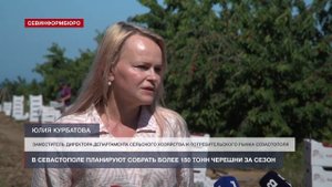 В Севастополе планируют собрать более 150 тонн черешни за сезон