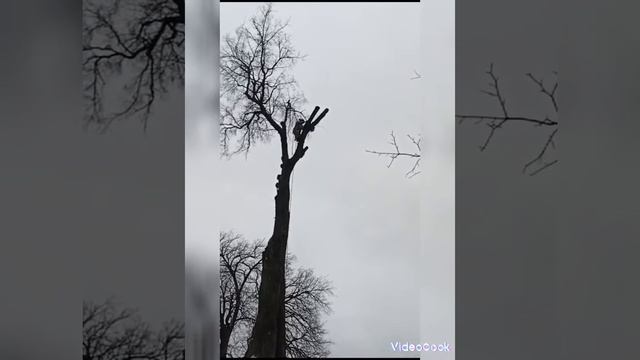 Удаление гнилого дерева!!!