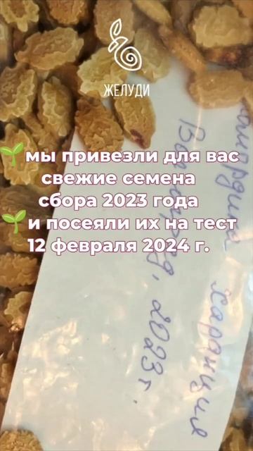 Сложно ли вырастить момордику из семян? смотреть онлайн