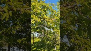 Смородина, крыжовник, груши...после заморозков.