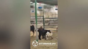 Увлажнитель воздуха атомайзер АГНД-20