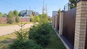 ЖИВАЯ ИЗГОРОДЬ ИЗ ЕЛИ ОБЫКНОВЕННОЙ