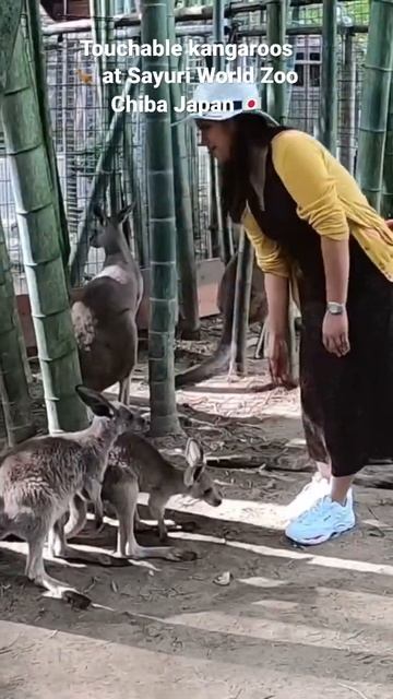 Touchable Kangaroos at Sayuri World Zoo Chiba Pref Japan #kangaroo #japanvlog #japantravel смотреть онлайн