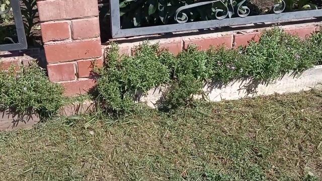 мое разочарование лета 2023 года. фиолетовый алиссум смотреть онлайн