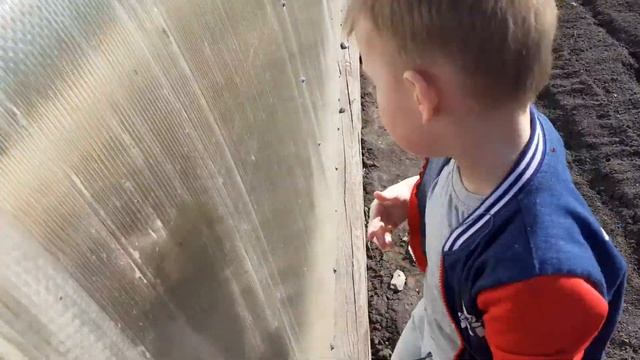 Внук в гостях, едим свежую зелень.#делаогородные