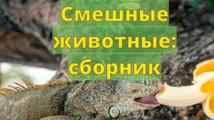 Смешные животные сборник