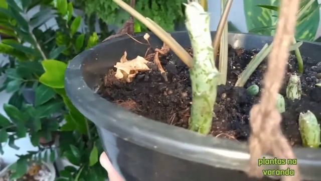 Meu paraíso verde que amo na varanda, plantas lindas #jardim #plantas #petrolina #varanda
