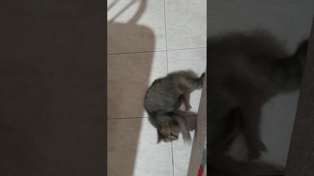 Смешные Коты