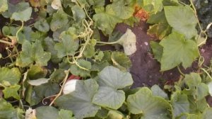 mon jardin en 2009 wmv