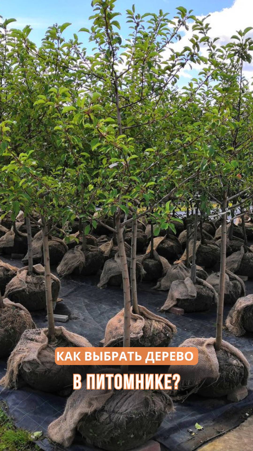 Как выбрать дерево в питомнике? смотреть онлайн