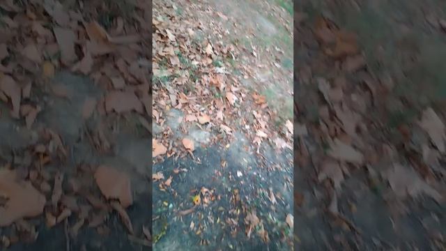 love today because I am rolling pumpkins download very steep Hill not very steep because смотреть онлайн