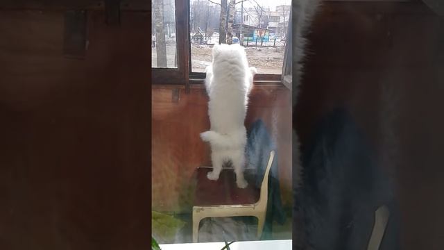 Самоед познает мир смотреть онлайн