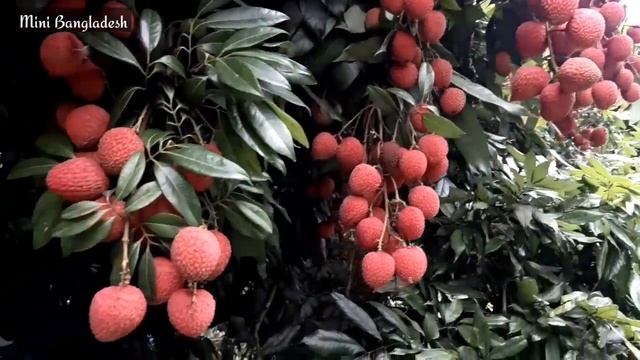 দিনাজপুরের লিচুর বাগান ! Lichi Garden in Bangladesh | Mini Bangladesh смотреть онлайн