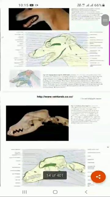 veterinary dog anatomy 🐕🐕 смотреть онлайн
