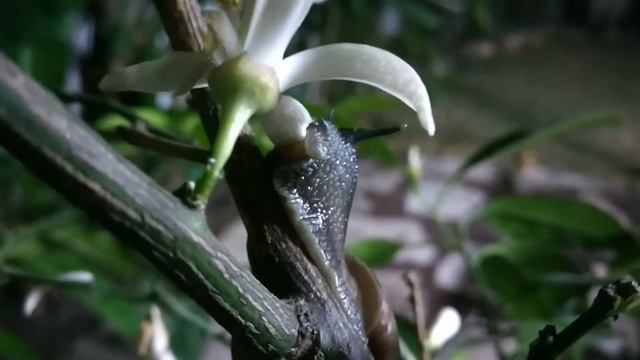 Snail eat a lemon flowers смотреть онлайн