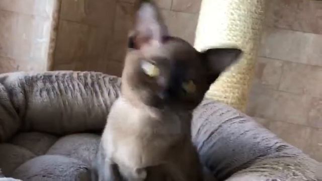 Belinda смотреть онлайн