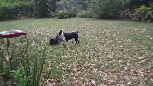 Sassy running with Sadie and Panda смотреть онлайн