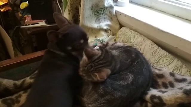Собака с кошкой обнимаются