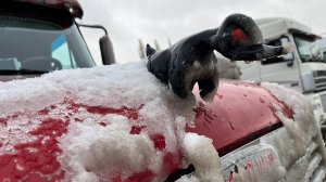 Новое лобовое на, Freightliner Century 👍