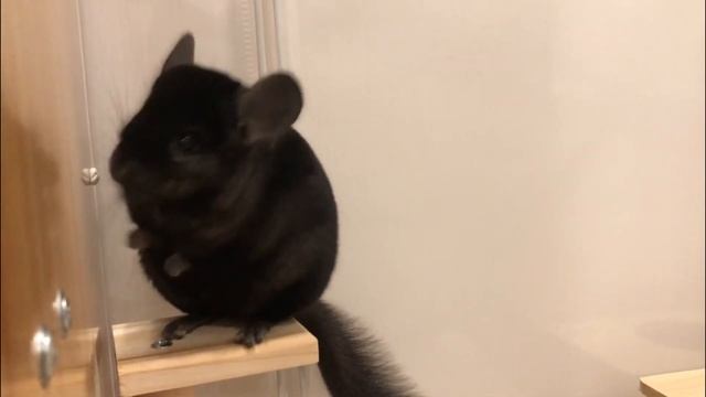 Looking for a way to escape - Shad смотреть онлайн