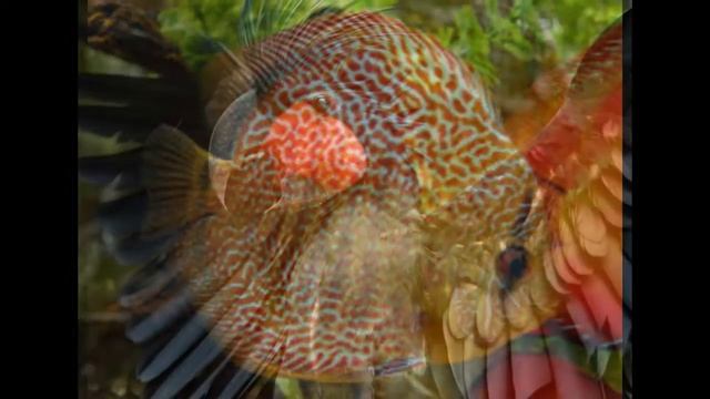 красота смотреть онлайн