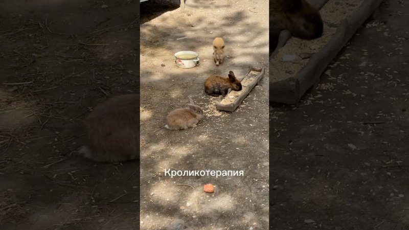 Доброе утро. ☀️ Жизнь в Пятигорске. ⛰️ Переехали из Новосибирска в Пятигорск на зимовку. #rabbit
