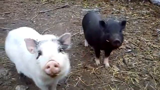 Вьетнамские свиньи хошеминчики смотреть онлайн