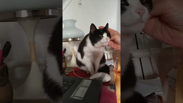 Маша пришла гладиться 12 10 2020 смотреть онлайн