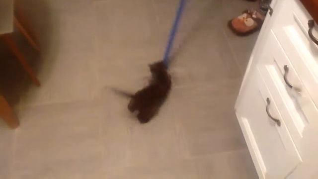 мытье полов кошкой смотреть онлайн