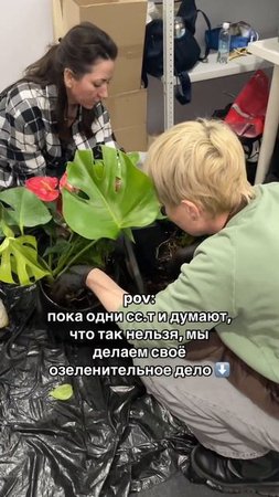 #комнатныерастения #фитодизайн #озеленение