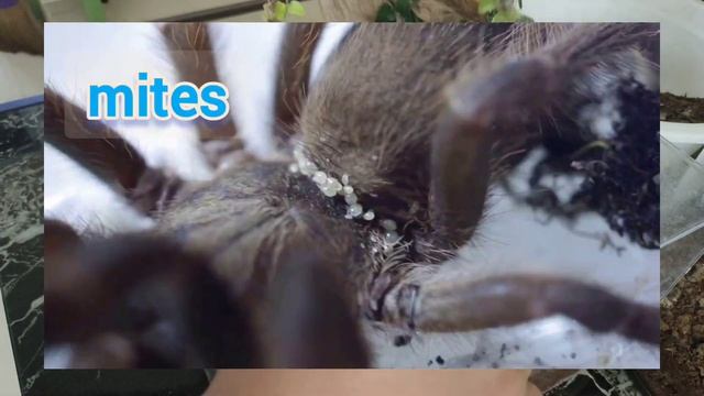 Rehousing of my (chromatopelma Cyaneopubescens Tarantula) green bottle blue shiny blue смотреть онлайн