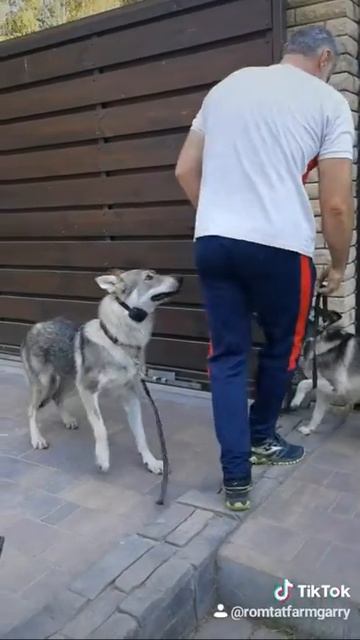 Человек собаке друг смотреть онлайн