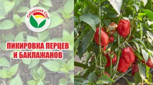 Пикировка перцев и баклажанов