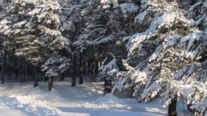 Николай Рубцов - Старинных сосен долгий шум