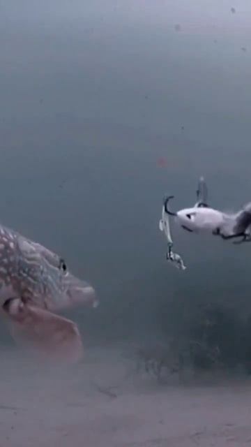 watch off in deep water #trending #goodvibes #pike #fishing смотреть онлайн