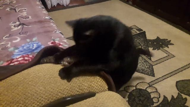 Мурзик против хруща. смотреть онлайн