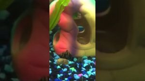 (Clea Helena) Assassin Snail are fighting or breeding??? ??? ???