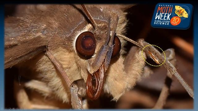 Moth Magic   Part 1   What is a Moth смотреть онлайн