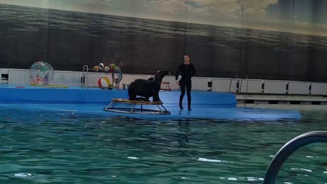 Дельфинарий смотреть онлайн