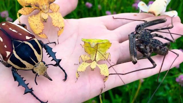 Invertebrates gang смотреть онлайн